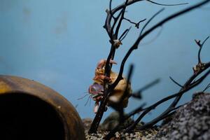 Macro Photography. Animal Close up. Macro photo of a Big Hermit crab or Coenobita Brevimanus stuck on a branch. Animal Behaviour. Shot in Macro lens