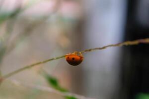 Red Ladybug is crawling in a weed. Close up photo of red ladybug living in the wild. Graphic Resources. Animal Themes. Animal Close Up. Macro Photography