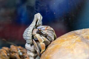 Macro Photography. Animal Close up. Macro photo of a Giant Hermit crab, Coenobita Brevimanus, roaming in the wild. Shot in Macro lens