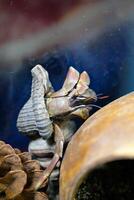 Macro Photography. Animal Close up. Macro photo of a Giant Hermit crab, Coenobita Brevimanus, roaming in the wild. Shot in Macro lens