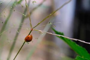 Red Ladybug is crawling in a weed. Close up photo of red ladybug living in the wild. Graphic Resources. Animal Themes. Animal Close Up. Macro Photography