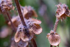 Macro Photography. Plants Close up. Macro shot of dried basil seed plant. The flowers and stems dry out. Shot in Macro lens photo