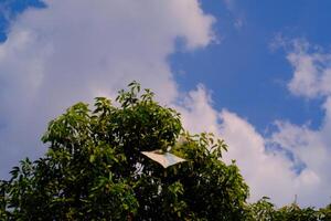 Background Photography. Photo of a kite caught in the branch of a towering mango tree. Snagged kites, objects, children's games.
