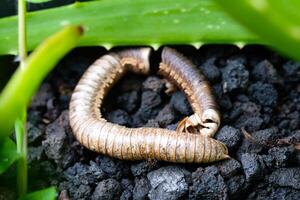 Corpse of millipede isolated. The remaining shell of a dead millipede is in a plant pot. Graphic Resources. Animal Themes. Animal Closeup. Macrophotography photo