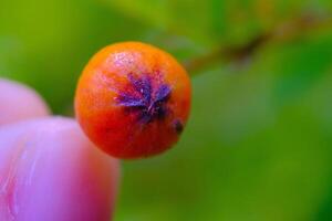 Macrophotography. Plants Closeup. Macro shot of ripe golden currants fruit or Ribes aureum gracillium. Photographed using a macro lens photo