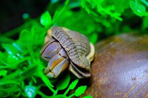 Macro Photography. Animal Close up. Macro shot of the purple land hermit crab or Coenobita brevimanus trying to fit into a coconut shell. Shot in Macro lens photo
