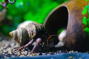 Macro Photography. Animal Close up. Macro shot of the purple land hermit crab or Coenobita brevimanus trying to fit into a coconut shell. Shot in Macro lens photo