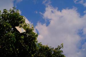 Background Photography. Photo of a kite caught in the branch of a towering mango tree. Snagged kites, objects, children's games.