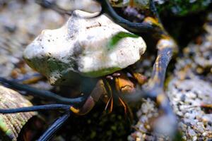 Macro Videography. Animal Close up. Macro photo of a purple hermit crab of the Coenobita brevimanus type digging in the sand for molting. Shot in Macro lens