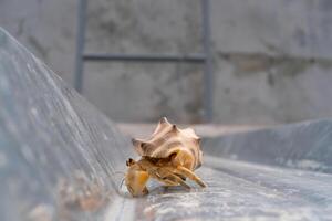 White Coenobita Rugosus Hermit Crab crawling on a Metal roof. Pet hermit crab playing in the sun. Graphic Resources. Animal Themes. Animal Closeup. photo