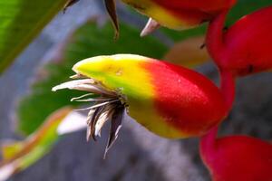 Macro Photography. Plants Close up. Macro photo of red and yellow orchid flowers of the Heliconia Rostrata type. Shot in Macro lens