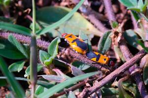 A pair of Red Cotton Bugs or Oncopeltus bugs are mating. Close up photo of red cotton bugs mating on wild grass and soil. Graphic Resources. Animal Themes. Animal Closeup. Macrophotography