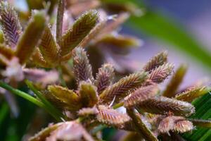 Macro Photography. Plants Close up. Macro shot of the ornamental plant Cyperus Eragrostis, growing wild along the yard. Macro Photo of Exotic Plants
