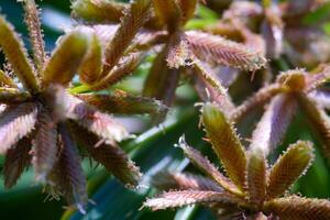 Macro Photography. Plants Close up. Macro shot of the ornamental plant Cyperus Eragrostis, growing wild along the yard. Macro Photo of Exotic Plants