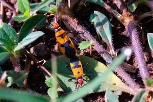 A pair of Red Cotton Bugs or Oncopeltus bugs are mating. Close up photo of red cotton bugs mating on wild grass and soil. Graphic Resources. Animal Themes. Animal Closeup. Macrophotography