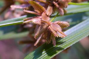Macro Photography. Plants Close up. Macro shot of the ornamental plant Cyperus Eragrostis, growing wild along the yard. Macro Photo of Exotic Plants