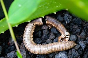 Corpse of millipede isolated. The remaining shell of a dead millipede is in a plant pot. Graphic Resources. Animal Themes. Animal Closeup. Macrophotography photo