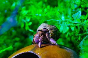 Macro Photography. Animal Close up. Macro shot of the purple land hermit crab or Coenobita brevimanus trying to fit into a coconut shell. Shot in Macro lens photo