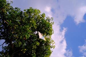 Background Photography. Photo of a kite caught in the branch of a towering mango tree. Snagged kites, objects, children's games.