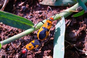 A pair of Red Cotton Bugs or Oncopeltus bugs are mating. Close up photo of red cotton bugs mating on wild grass and soil. Graphic Resources. Animal Themes. Animal Closeup. Macrophotography
