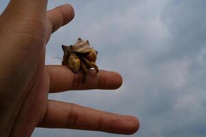 Pet hermit crab crawling on fingers isolated. Pet hermit crab with sky background. Graphic Resources. Animal Themes. Animal Closeup. photo