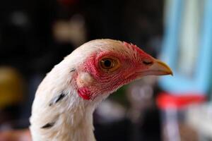 Macro Photography. Animal Close up. Macro shot of a white feathered chicken head with a red face and black eyes. Chicken head closeup photo