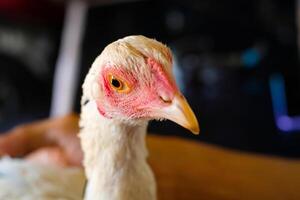 Macro Photography. Animal Close up. Macro shot of a white feathered chicken head with a red face and black eyes. Chicken head closeup photo