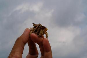 White-shelled hermit crab crawling on fingers isolated. Pet hermit crab playing in the sun. Graphic Resources. Animal Themes. Animal Closeup. photo