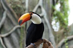 Toucan bird in tropical forest photo