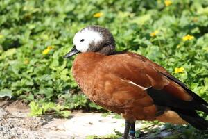 fulvous ducks standing in the grass photo
