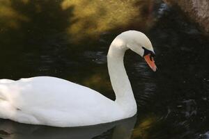 swan swim in small pool photo