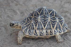 turtle walking on the ground photo
