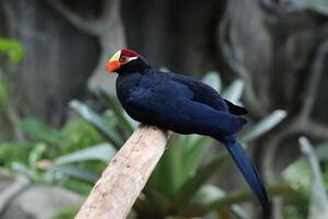 purple crested turaco stands on twig tree photo