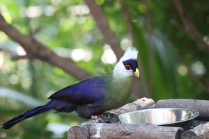 white crested turaco standing on twig of tree photo