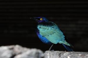 long tailed starling standing on twig of tree photo
