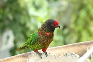 painted parrot standing on twig tree photo