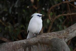bali myna or white starling standing on twig tree photo