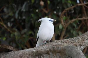 bali myna or white starling standing on twig tree photo