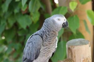 The African Grey Parrot is a medium-sized parrot found in the rain forest of West and Central Africa. Experts regard it as one of the most intelligent birds in the world. photo