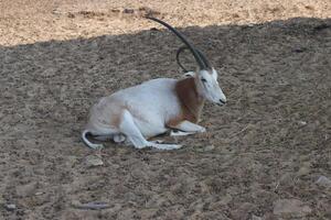 arabian oryx lying in the forest photo