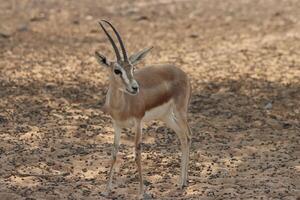 oryx deer standing on the ground and eating grass , deer photo