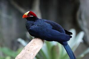 purple crested turaco stands on twig tree photo
