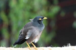 common myna standing on twig tree photo