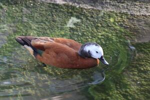 Mandarin ducks in the pond photo