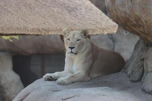 lioness in the zoo in iraq photo