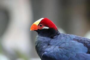purple crested turaco stands on twig tree photo