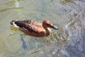 fulvous ducks swim in the lake photo