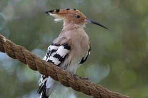 hoopoe standing on twig of tree photo