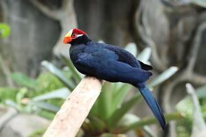 purple crested turaco stands on twig tree photo