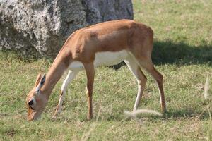 a deer standing in the ground on grass and eat photo